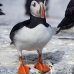 puffin_atlantic_msi_v_1196_can0816.jpg
